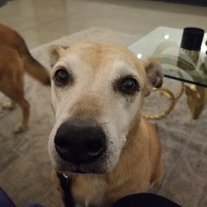 Meet your Posher, Tracy